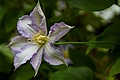 Clematis Thyrislund IMG_4756 Powojnik